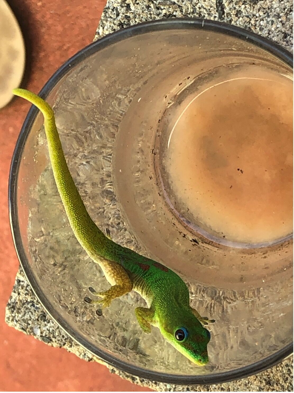 Gecko.jpg